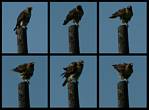 (12) hawk montage.jpg    (1000x740)    215 KB                              click to see enlarged picture